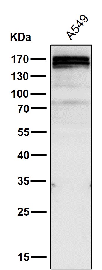 Rabbit monoclonal antibody