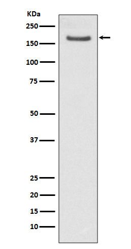 Rabbit monoclonal antibody