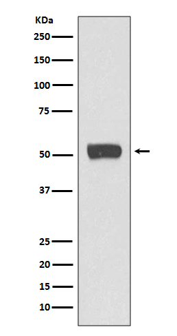 Rabbit monoclonal antibody