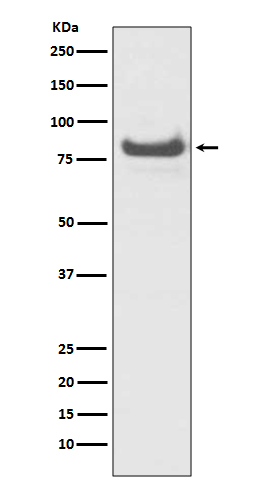 Rabbit monoclonal antibody