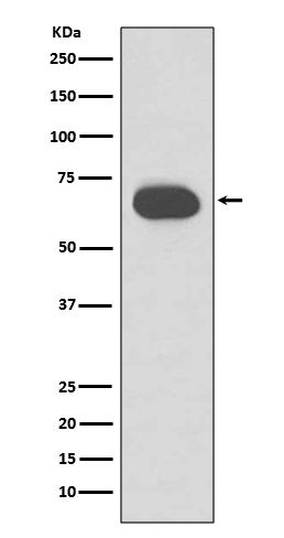 Rabbit monoclonal antibody