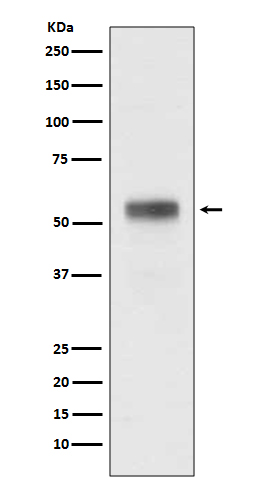 Rabbit monoclonal antibody
