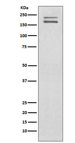 Rabbit monoclonal antibody