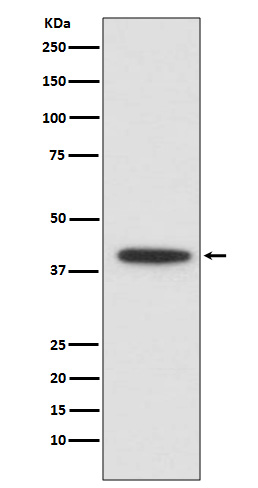 Rabbit monoclonal antibody