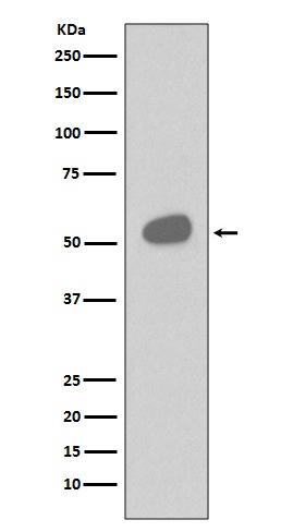 Rabbit monoclonal antibody