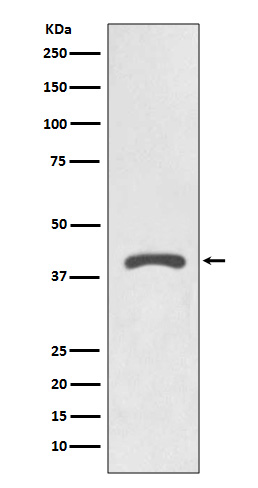 Rabbit monoclonal antibody
