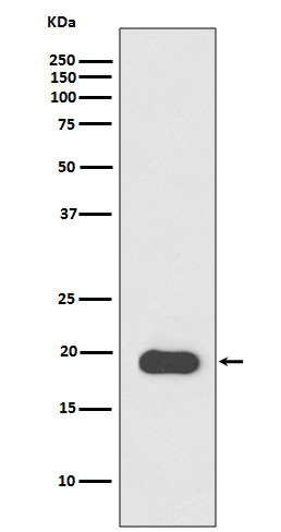 Rabbit monoclonal antibody