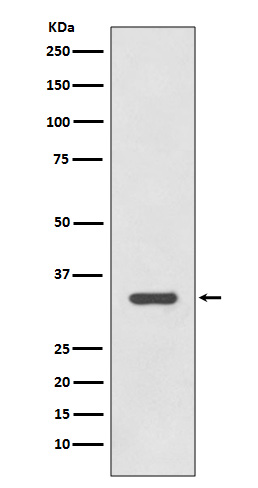 Rabbit monoclonal antibody