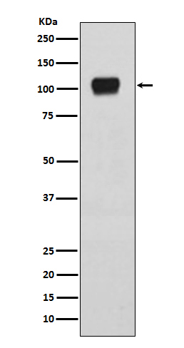 Rabbit monoclonal antibody