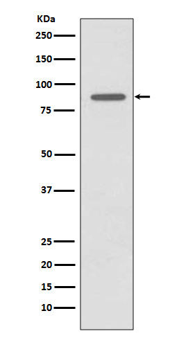 Rabbit monoclonal antibody