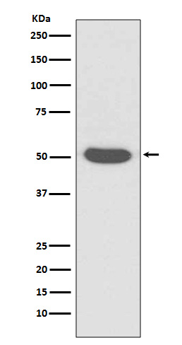 Rabbit monoclonal antibody