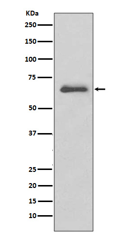 Rabbit monoclonal antibody