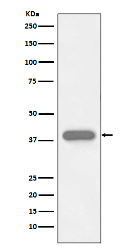 Rabbit monoclonal antibody