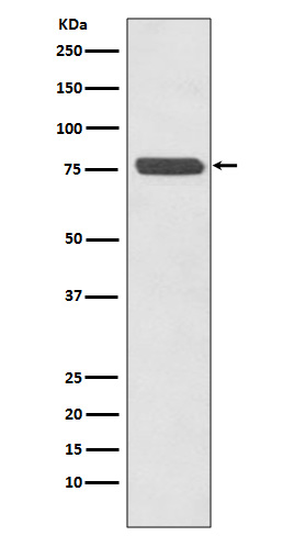 Rabbit monoclonal antibody