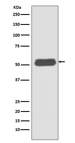 Rabbit monoclonal antibody