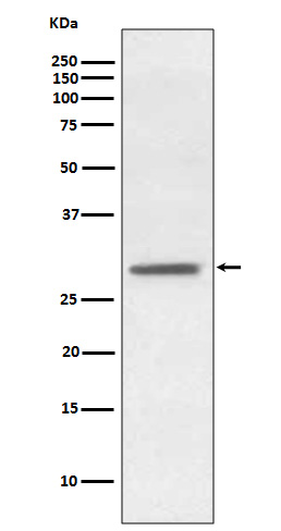 Rabbit monoclonal antibody