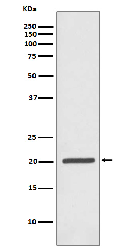 Rabbit monoclonal antibody