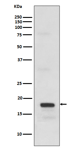 Rabbit monoclonal antibody