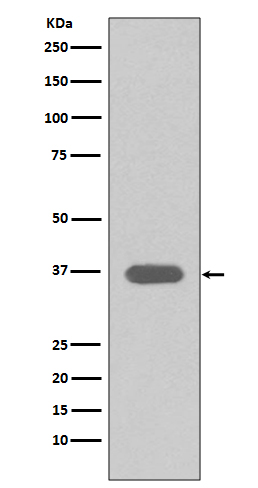 Rabbit monoclonal antibody