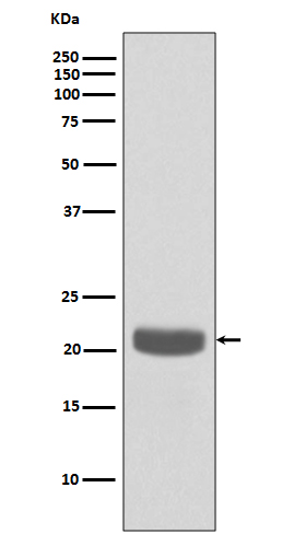 Rabbit monoclonal antibody