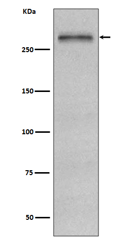 Rabbit monoclonal antibody