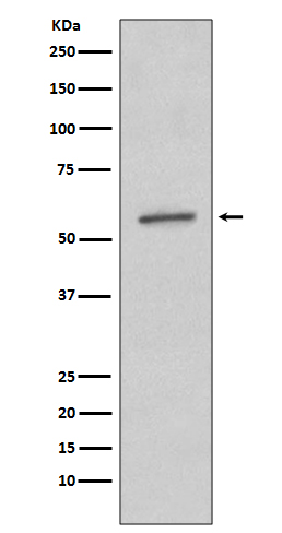 Rabbit monoclonal antibody
