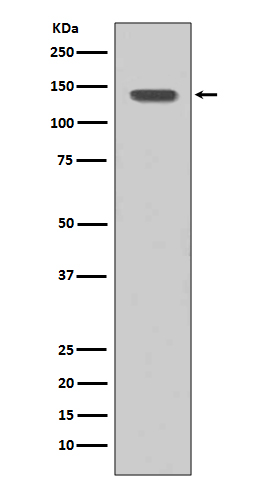 Rabbit monoclonal antibody