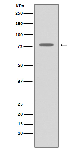 Rabbit monoclonal antibody