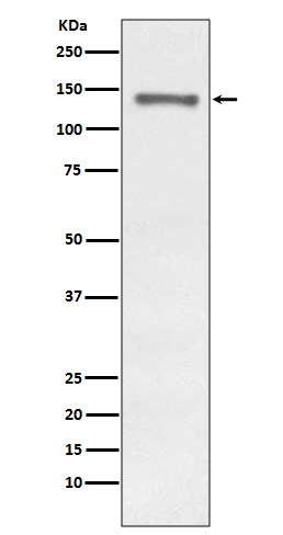 Rabbit monoclonal antibody