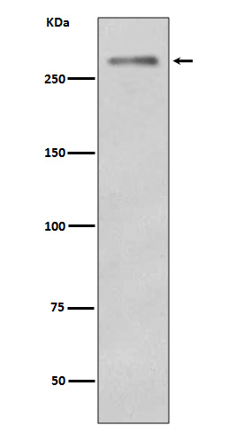 Rabbit monoclonal antibody