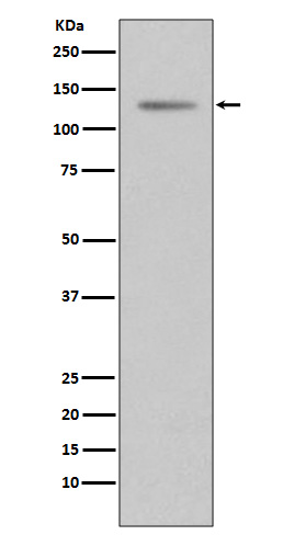 Rabbit monoclonal antibody