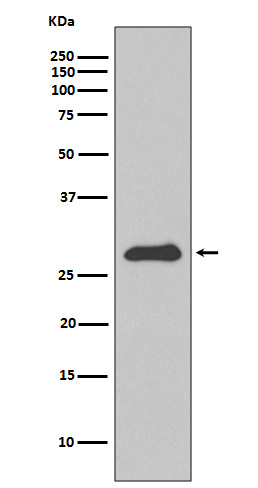 Rabbit monoclonal antibody