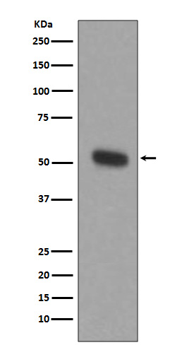 Rabbit monoclonal antibody