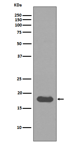 Rabbit monoclonal antibody