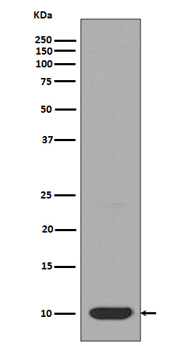 Rabbit monoclonal antibody