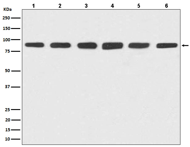 Rabbit monoclonal antibody