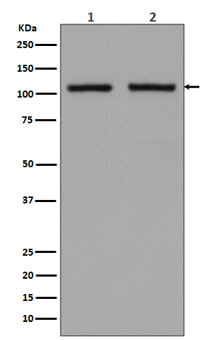 Rabbit monoclonal antibody
