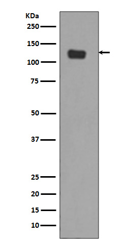 Rabbit monoclonal antibody