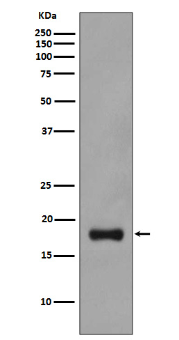 Rabbit monoclonal antibody