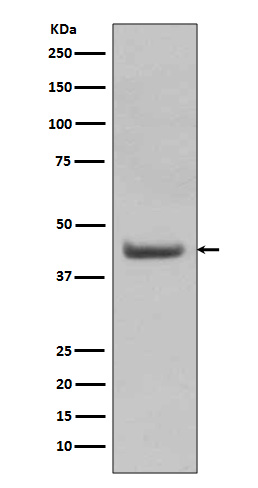 Rabbit monoclonal antibody