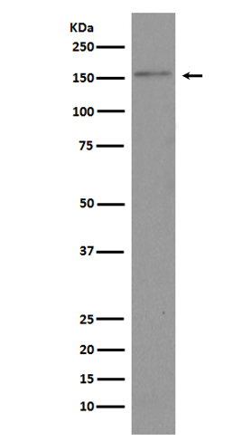 Rabbit monoclonal antibody