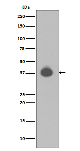 Rabbit monoclonal antibody