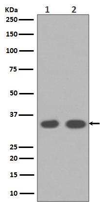 Rabbit monoclonal antibody