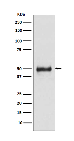 Rabbit monoclonal antibody