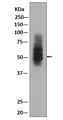 Rabbit monoclonal antibody