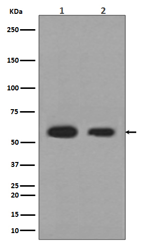 Rabbit monoclonal antibody