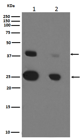 Rabbit monoclonal antibody