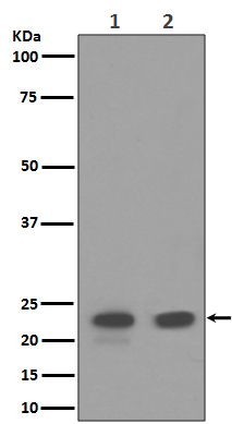 Rabbit monoclonal antibody