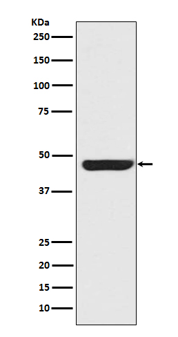 Rabbit monoclonal antibody