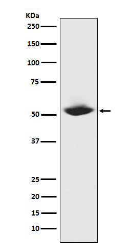 Rabbit monoclonal antibody